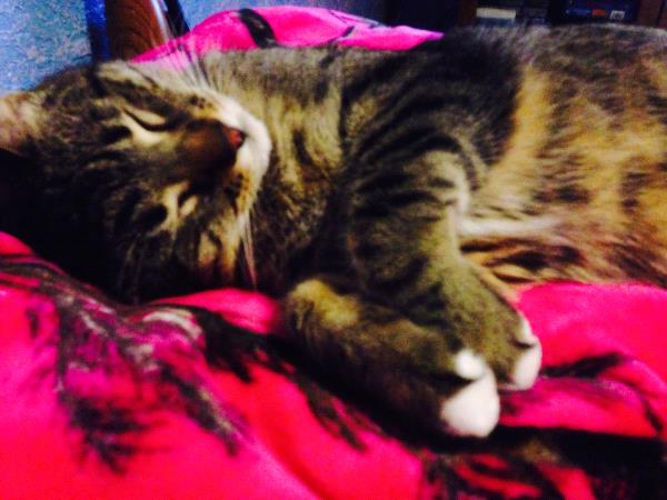 /Images/uploads/Humane Society of Utah/HSU2018/entries/4257thumb.jpg
